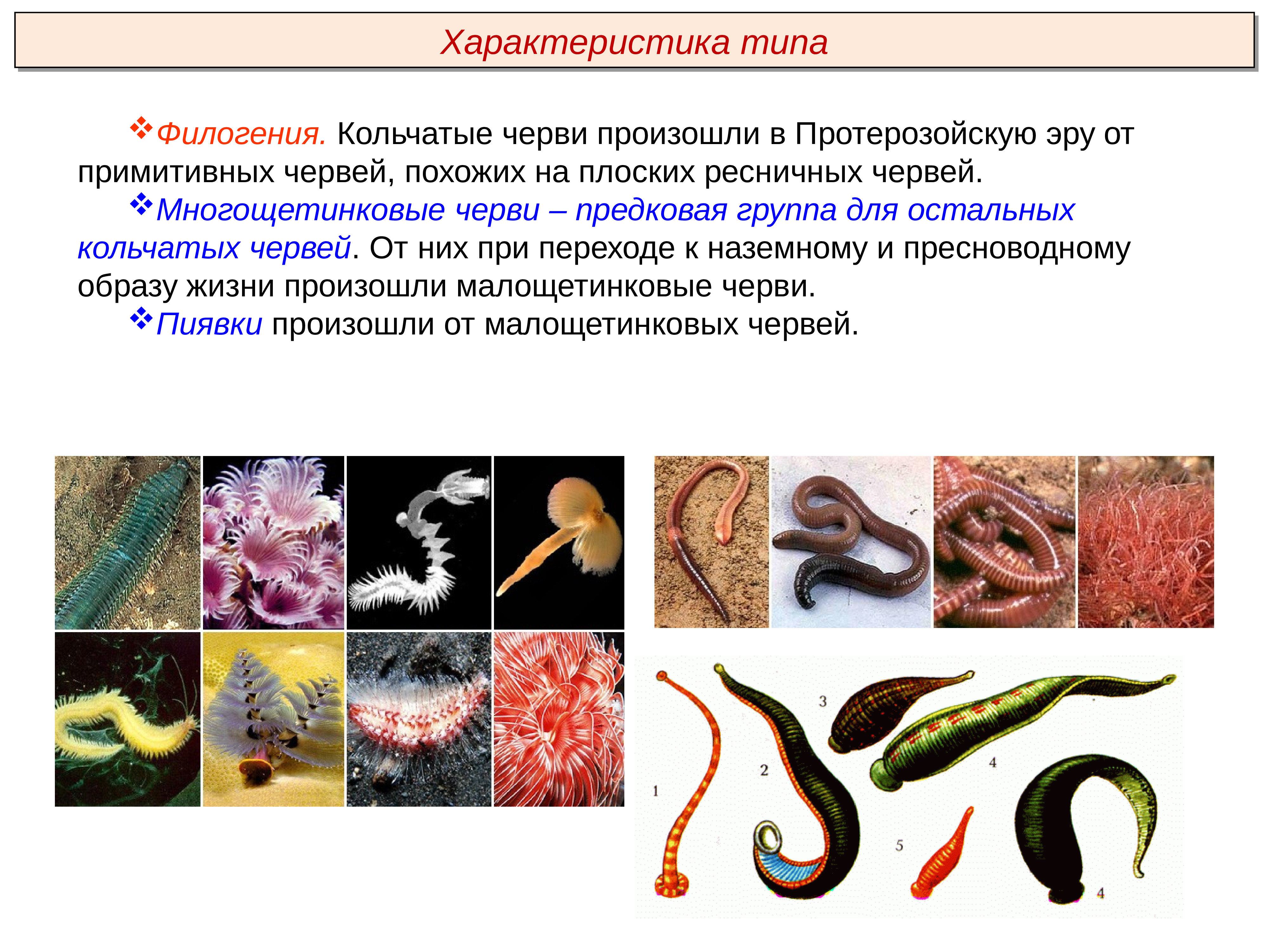 Кольчатые черви группа организмов. Общая характеристика типа круглые и кольчатые черви. Общая характеристика кольчатых червей. Кольчатые черви черви. Филогения круглых червей.