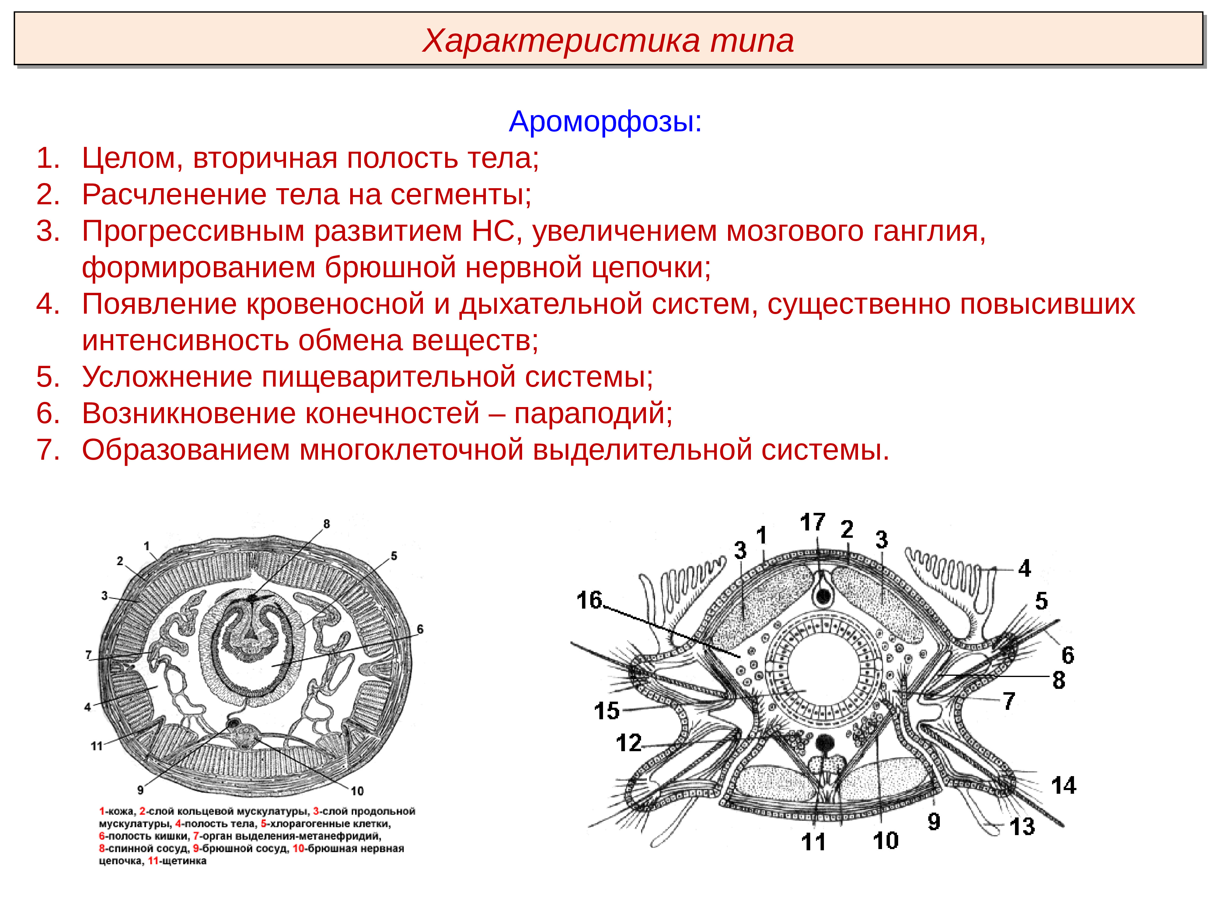 Полость тела кольчатых. Функции вторичной полости целома кольчатых червей. Кольчатые черви целом. Целом у кольчатых червей. Характеристика полости тела.