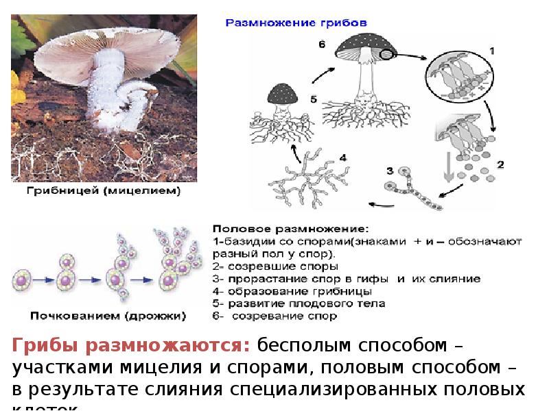 Грибы презентация егэ