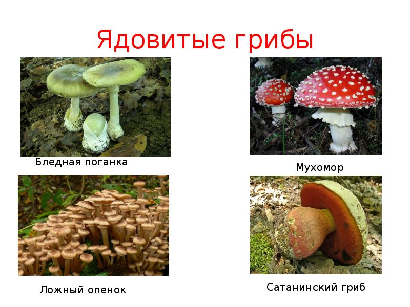 Не ядовитые грибы фото