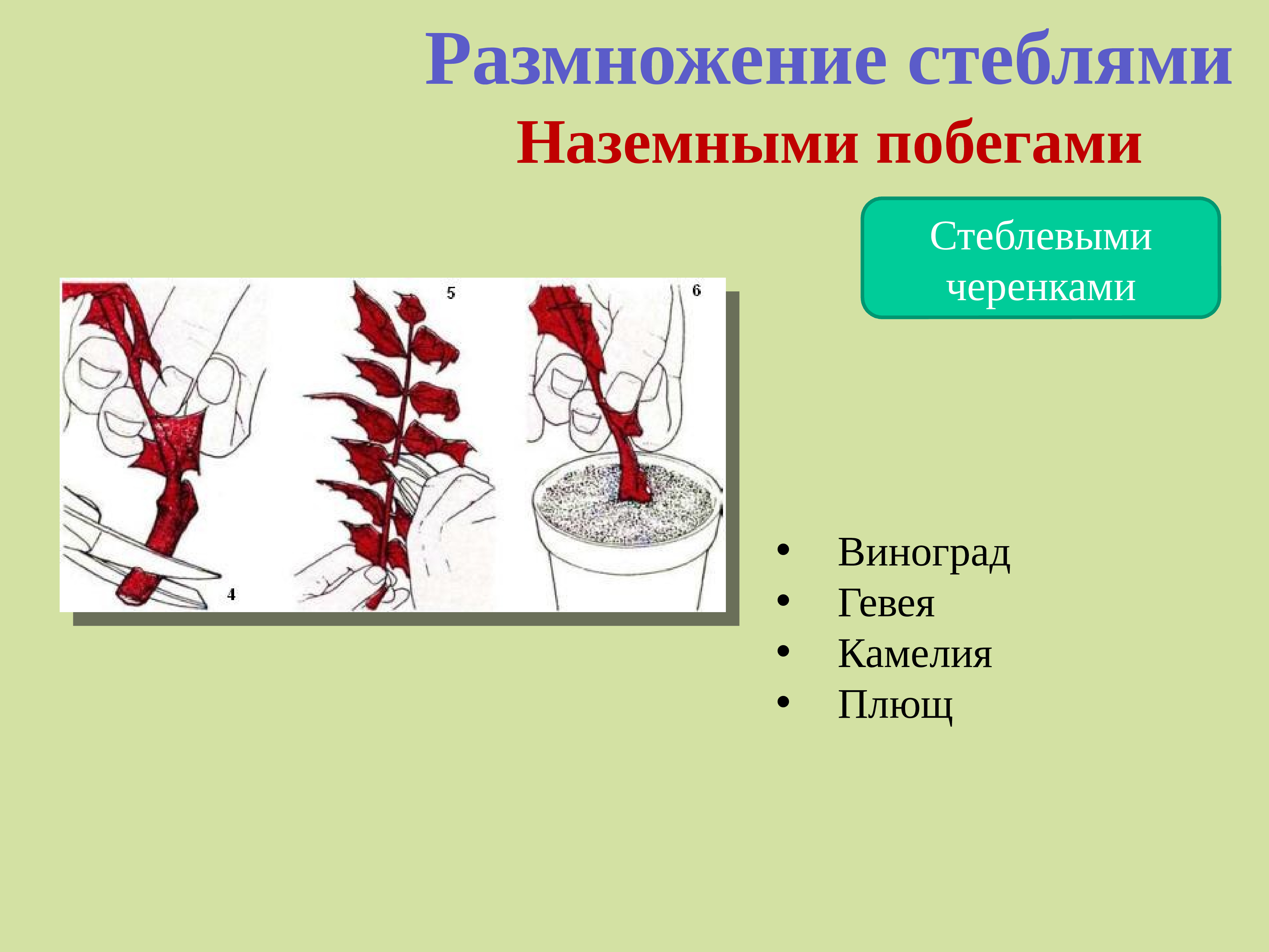 Вегетативное размножение растений 6 класс презентация