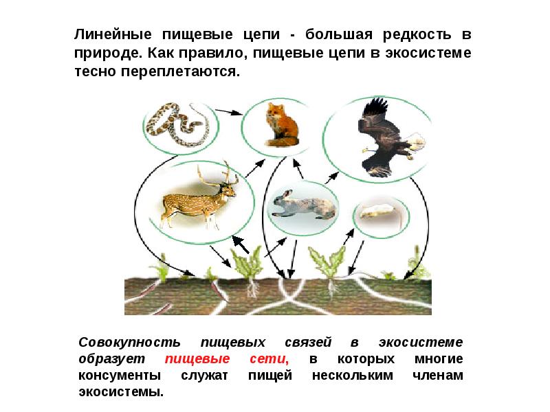 Презентация цепи питания биология 11 класс