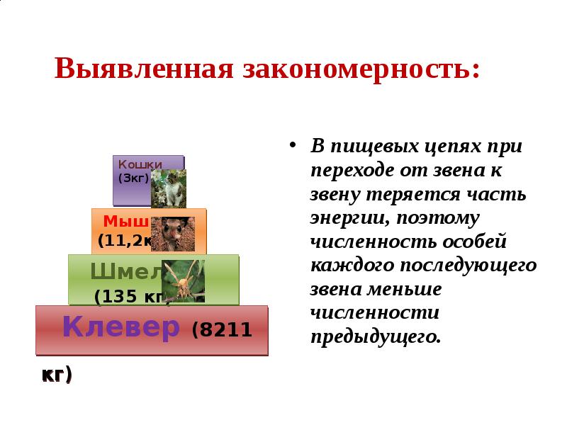 Презентация потоки вещества и энергии в экосистеме 9 класс биология