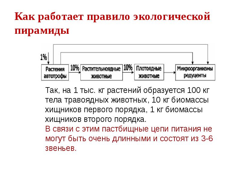 Презентация потоки вещества и энергии в экосистеме 9 класс биология пасечник