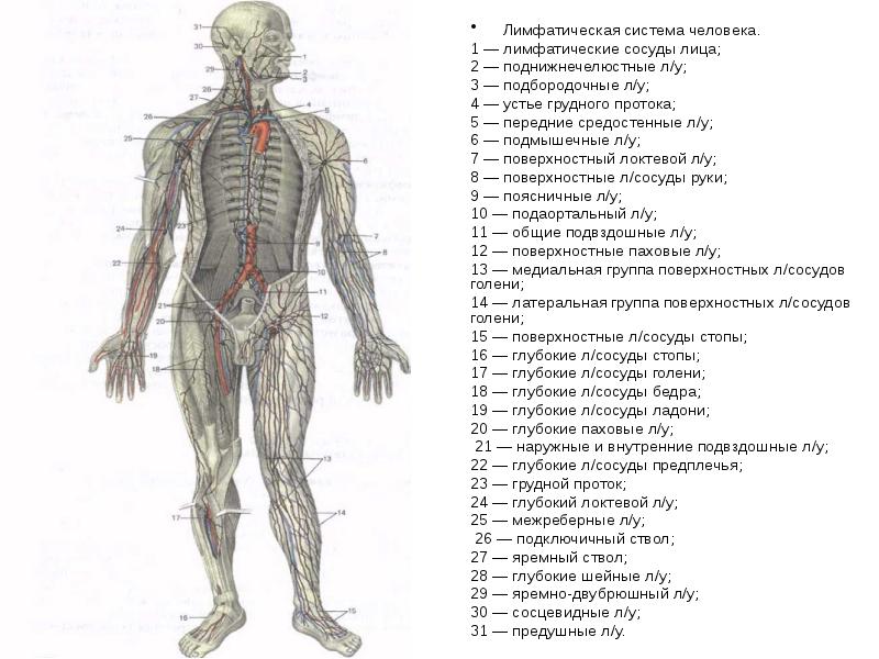 Лимфосистема человека схема