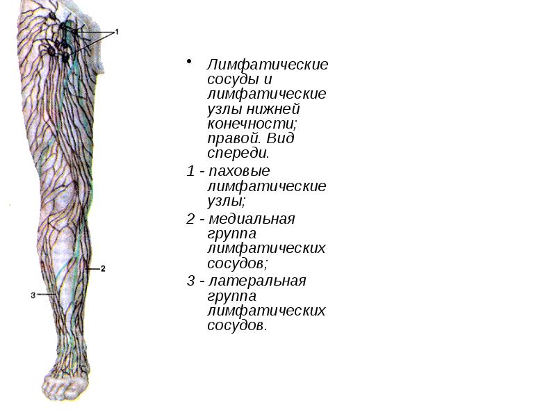 Лимфоузлы ноги человека схема