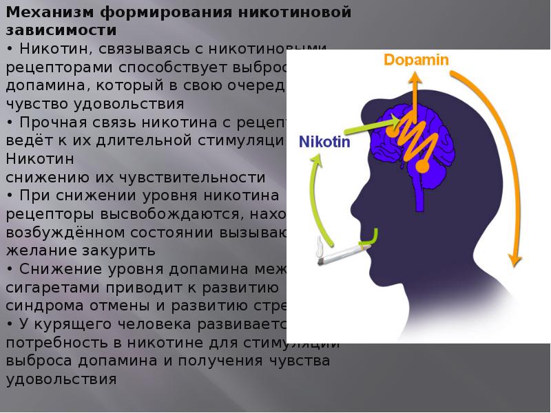 Заполните схему виды никотиновой зависимости