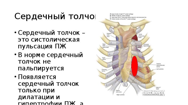 Сердечный толчок у животных