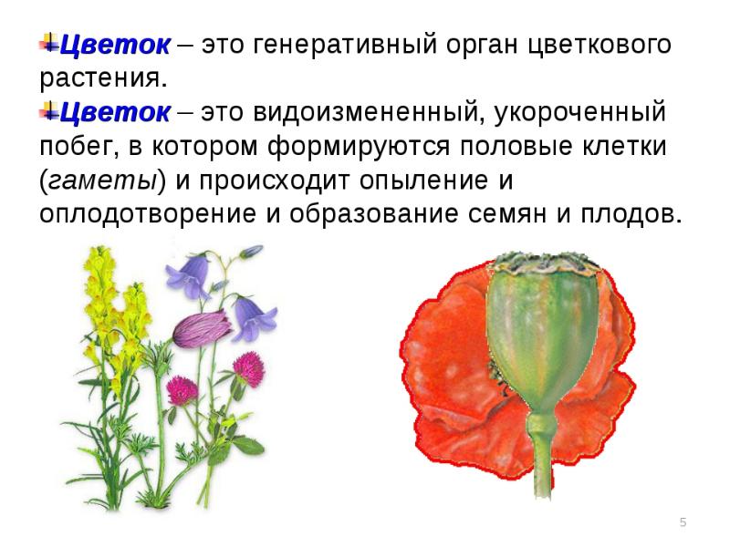 Генеративные органы растений презентация