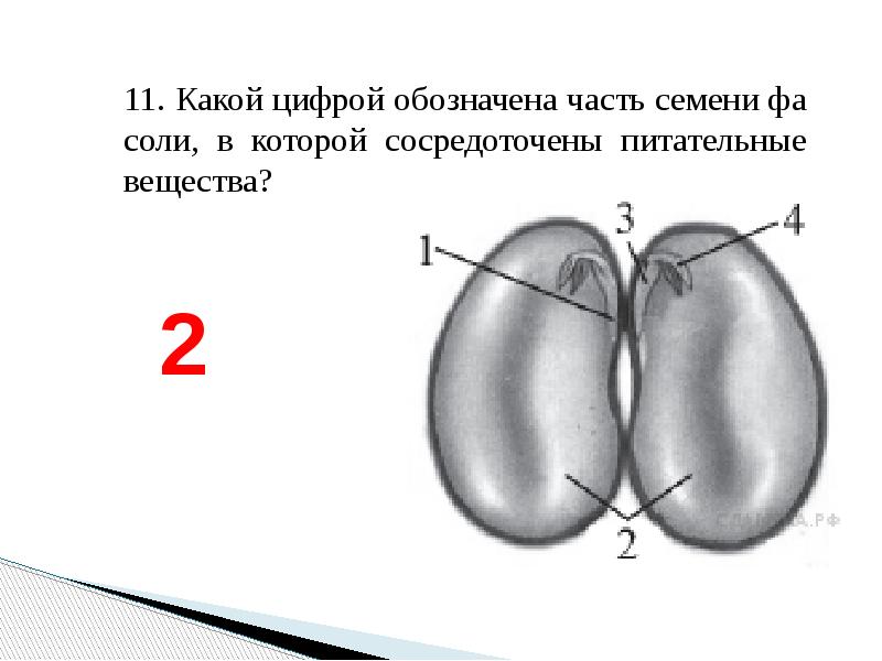 Назовите части семени обозначенные на рисунке цифрами 3 и 5