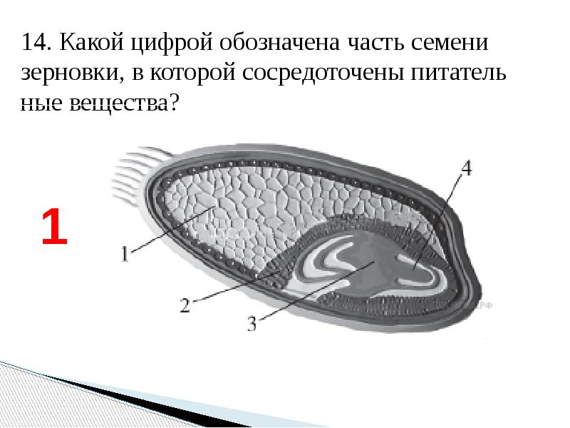 Под какой цифрой обозначена. Часть семени зерновки в которой сосредоточены питательные вещества. Какие части семени обозначены цифрами. Семени зерновки в которой сосредоточены. Какая часть семени обозначена на рисунке цифрой.