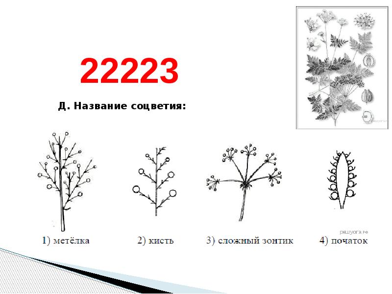 Презентация огэ по биологии человек