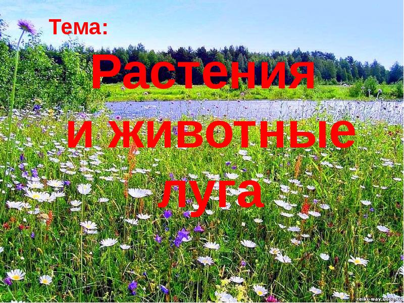 Проект на тему луга