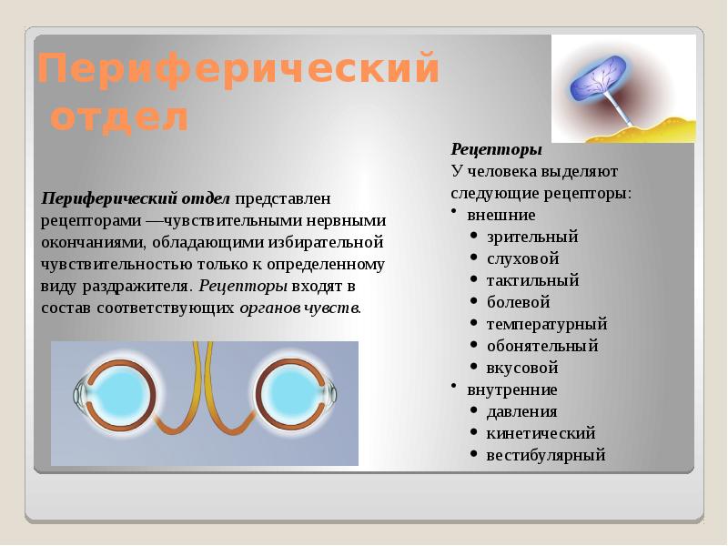 Периферический анализатор. Периферический отдел зрительного анализатора. Периферические рецепторы. Функции периферического отдела зрительного анализатора.