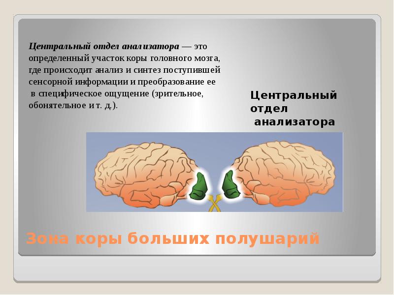 Анализаторы и органы чувств презентация 8 класс