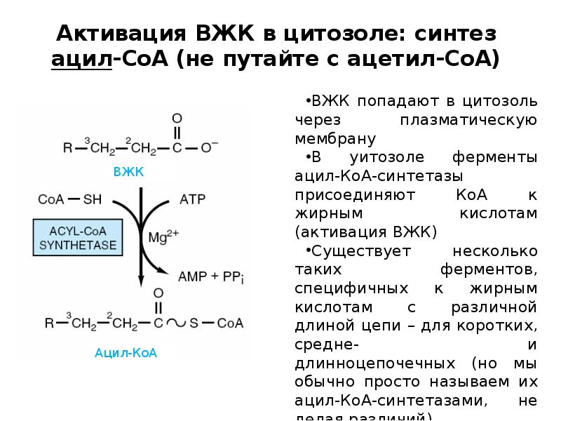 Активация ВЖК в цитозоле: синтез ацил-СоА (не путайте с ацетил-СоА) Активация ВЖК в цитозоле: синтез ацил-СоА (не путайте с ацетил-СоА)