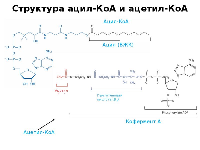 Структура ацил-КоА и ацетил-КоА Структура ацил-КоА и ацетил-КоА