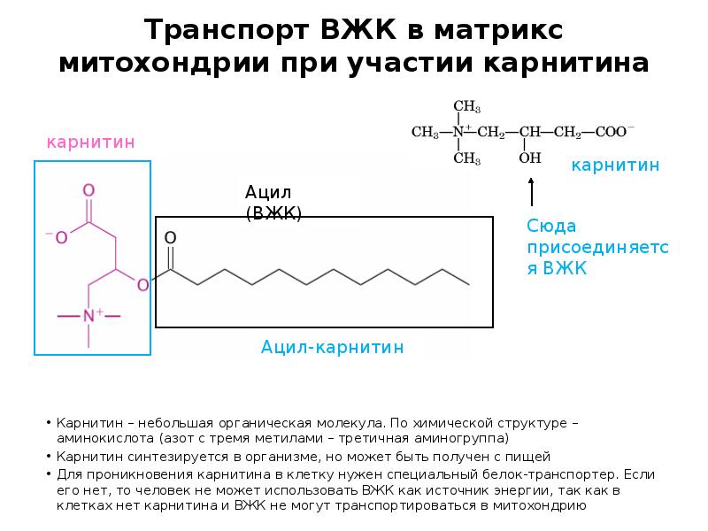 Транспорт ВЖК в матрикс митохондрии при участии карнитина
Карнитин – небольшая Транспорт ВЖК в матрикс митохондрии при участии карнитина
Карнитин – небольшая