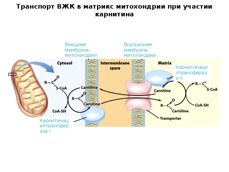 Транспорт ВЖК в матрикс митохондрии при участии карнитина Транспорт ВЖК в матрикс митохондрии при участии карнитина