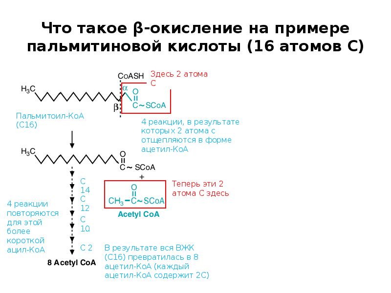 Что такое β-окисление на примере пальмитиновой кислоты (16 атомов С) Что такое β-окисление на примере пальмитиновой кислоты (16 атомов С)