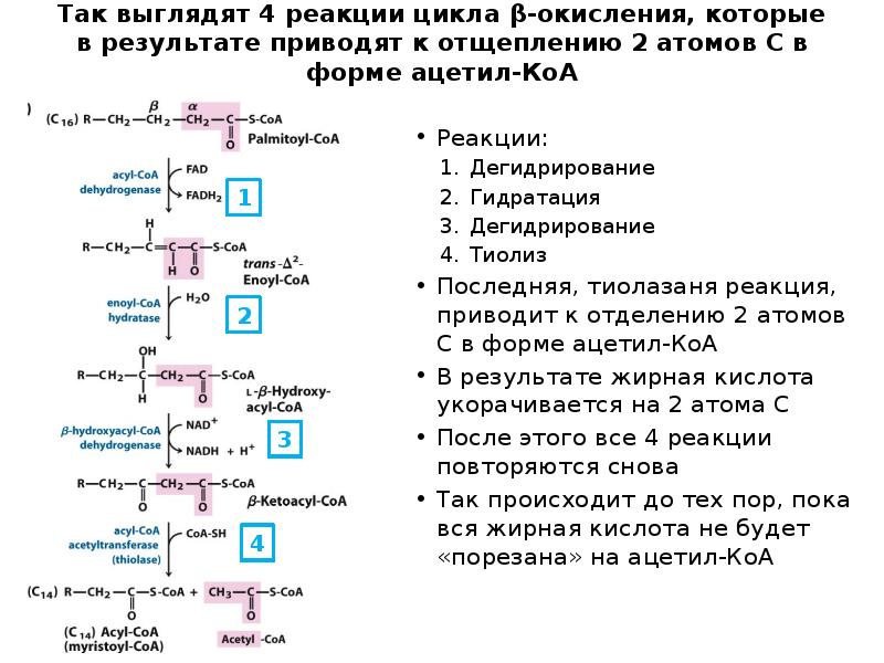 Так выглядят 4 реакции цикла β-окисления, которые в результате приводят к Так выглядят 4 реакции цикла β-окисления, которые в результате приводят к
