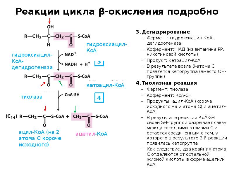 Реакции цикла β-окисления подробно
Дегидрирование
Фермент: гидроксиацил-КоА-дегидрогеназа
Кофермент: НАД (из витамина Реакции цикла β-окисления подробно
Дегидрирование
Фермент: гидроксиацил-КоА-дегидрогеназа
Кофермент: НАД (из витамина