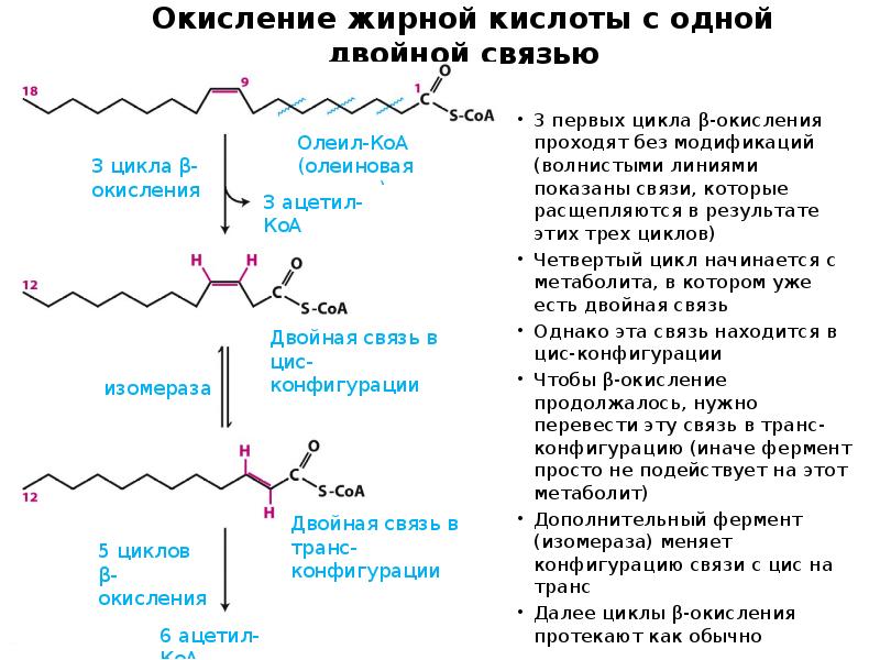 Окисление жирной кислоты с одной двойной связью
3 первых цикла β-окисления Окисление жирной кислоты с одной двойной связью
3 первых цикла β-окисления