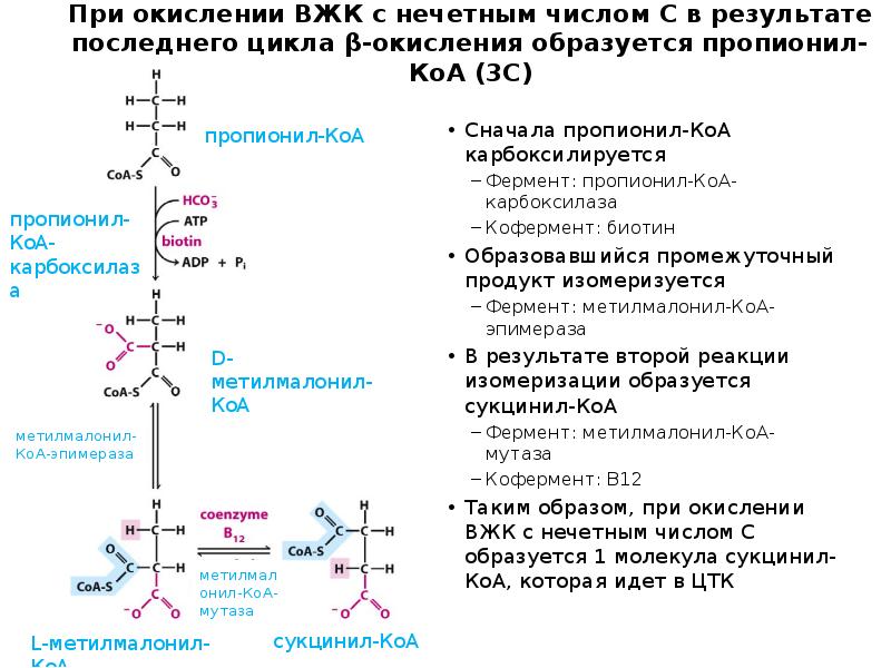 При окислении ВЖК с нечетным числом С в результате последнего цикла При окислении ВЖК с нечетным числом С в результате последнего цикла