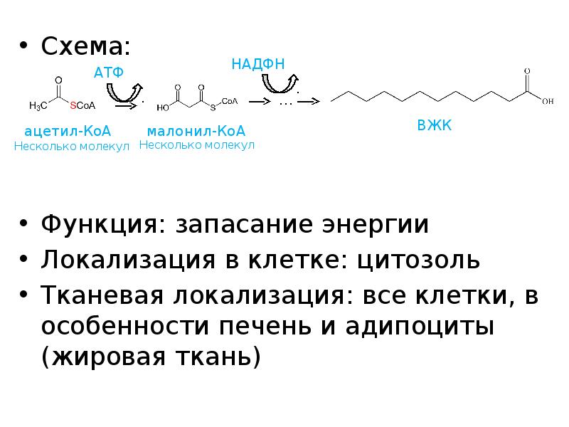 Схема:
Схема:
Функция: запасание энергии
Локализация в клетке: цитозоль
Тканевая локализация: Схема:
Схема:
Функция: запасание энергии
Локализация в клетке: цитозоль
Тканевая локализация: