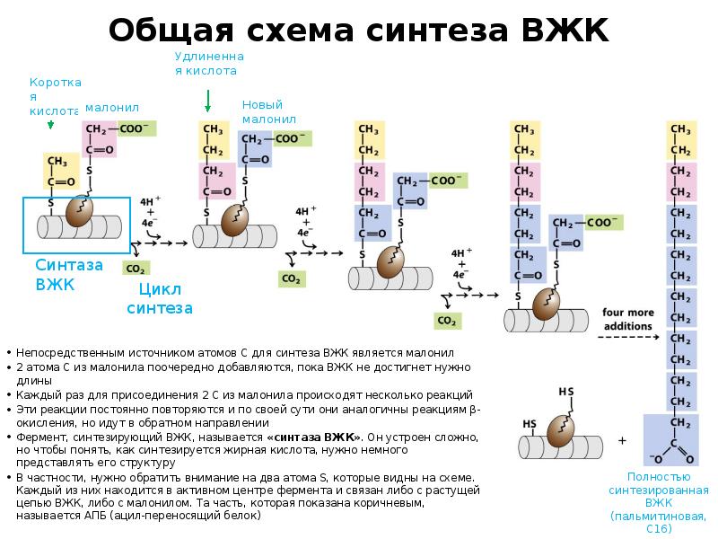 Общая схема синтеза ВЖК
Непосредственным источником атомов С для синтеза ВЖК Общая схема синтеза ВЖК
Непосредственным источником атомов С для синтеза ВЖК