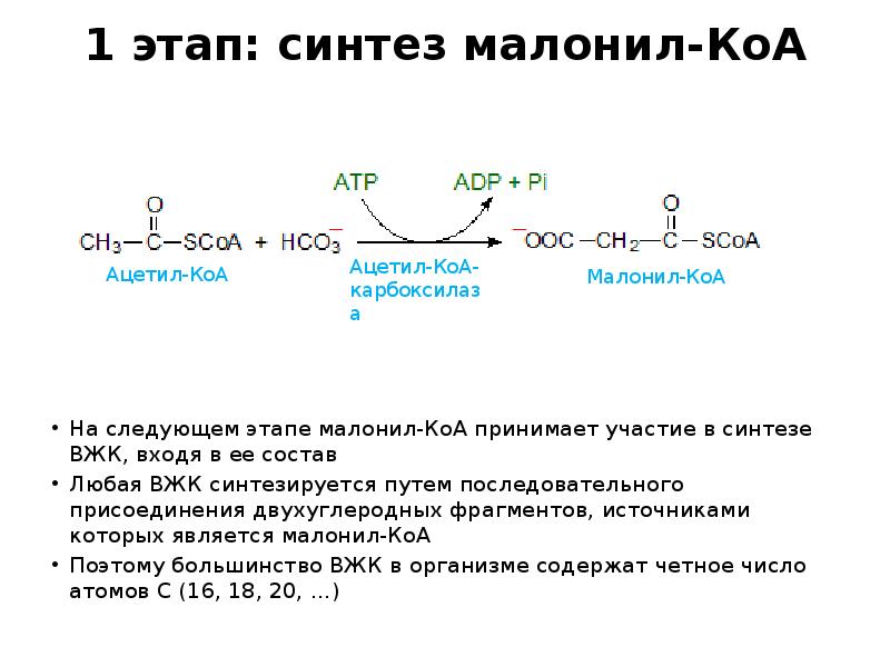 1 этап: синтез малонил-КоА
На следующем этапе малонил-КоА принимает участие в 1 этап: синтез малонил-КоА
На следующем этапе малонил-КоА принимает участие в