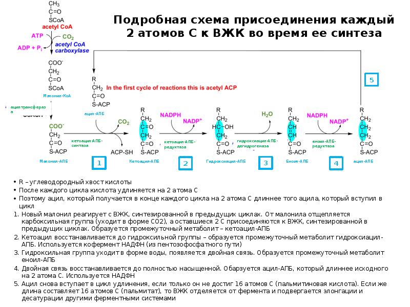 Подробная схема присоединения каждый 2 атомов С к ВЖК во время Подробная схема присоединения каждый 2 атомов С к ВЖК во время