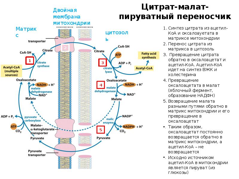 Цитрат-малат-пируватный переносчик
Синтез цитрата из ацетил-КоА и оксалоауетата в матриксе митохондрии
Цитрат-малат-пируватный переносчик
Синтез цитрата из ацетил-КоА и оксалоауетата в матриксе митохондрии