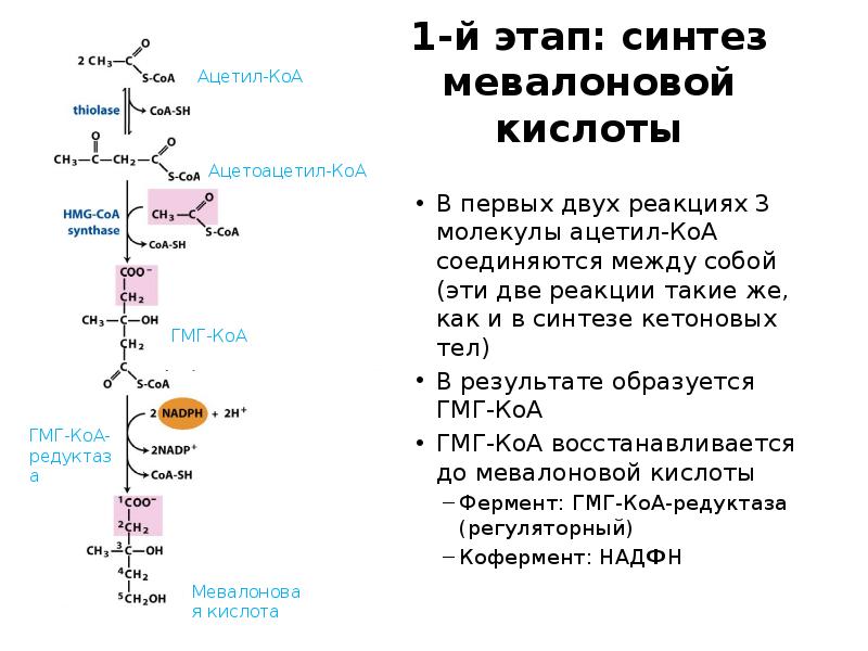 1-й этап: синтез мевалоновой кислоты
В первых двух реакциях 3 молекулы 1-й этап: синтез мевалоновой кислоты
В первых двух реакциях 3 молекулы