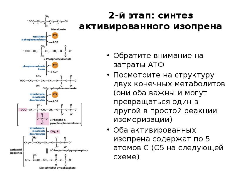 2-й этап: синтез активированного изопрена
Обратите внимание на затраты АТФ
Посмотрите 2-й этап: синтез активированного изопрена
Обратите внимание на затраты АТФ
Посмотрите