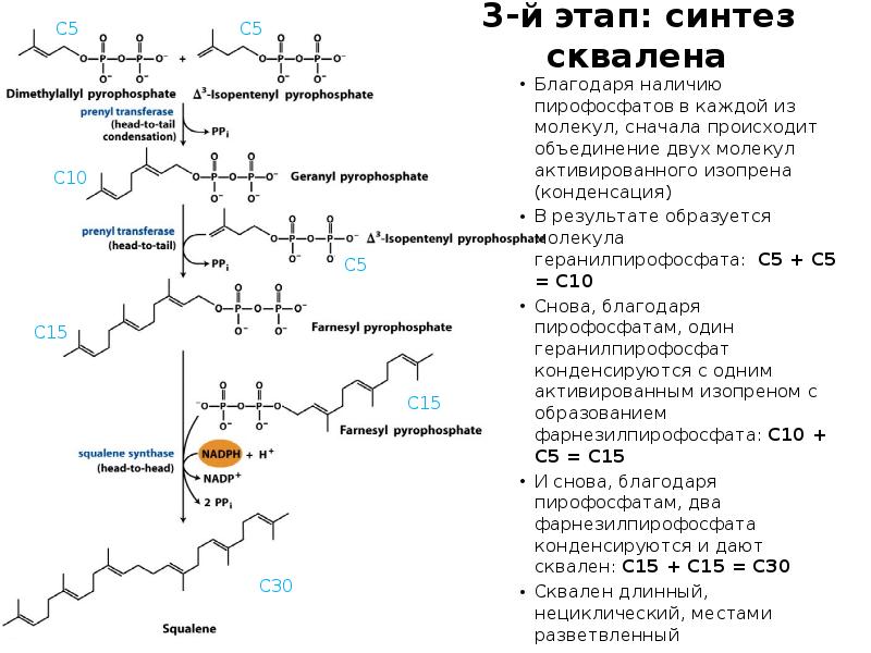 3-й этап: синтез сквалена
Благодаря наличию пирофосфатов в каждой из молекул, 3-й этап: синтез сквалена
Благодаря наличию пирофосфатов в каждой из молекул,