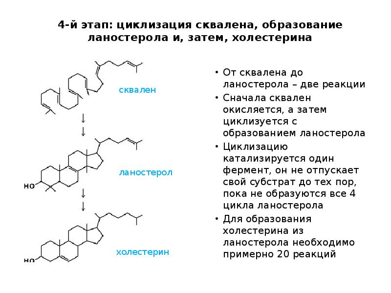 4-й этап: циклизация сквалена, образование ланостерола и, затем, холестерина
От сквалена 4-й этап: циклизация сквалена, образование ланостерола и, затем, холестерина
От сквалена