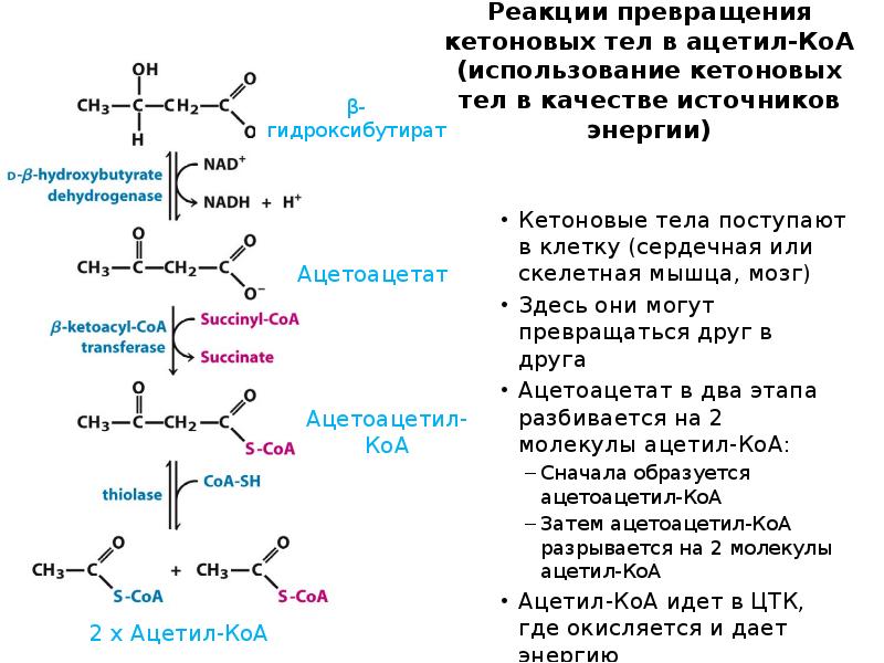 Реакции превращения кетоновых тел в ацетил-КоА (использование кетоновых тел в качестве Реакции превращения кетоновых тел в ацетил-КоА (использование кетоновых тел в качестве