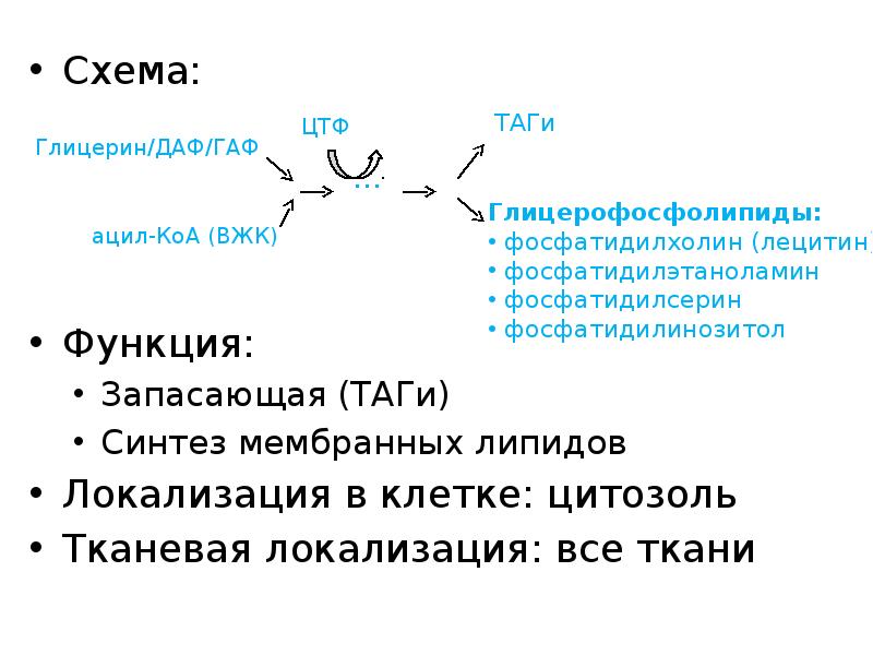 Схема:
Схема:
Функция:
Запасающая (ТАГи)
Синтез мембранных липидов
Локализация в Схема:
Схема:
Функция:
Запасающая (ТАГи)
Синтез мембранных липидов
Локализация в