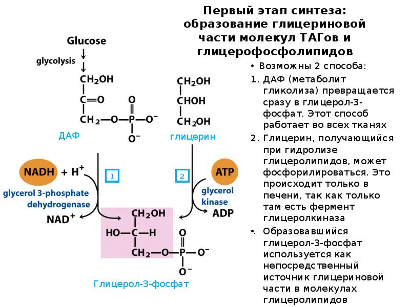 Первый этап синтеза: образование глицериновой части молекул ТАГов и глицерофосфолипидов
Возможны Первый этап синтеза: образование глицериновой части молекул ТАГов и глицерофосфолипидов
Возможны