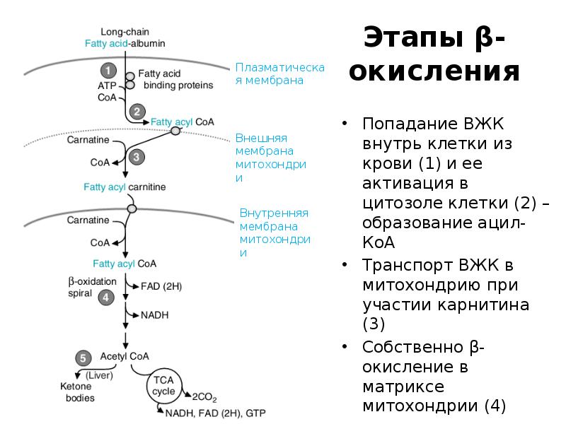 Этапы β-окисления
Попадание ВЖК внутрь клетки из крови (1) и ее Этапы β-окисления
Попадание ВЖК внутрь клетки из крови (1) и ее