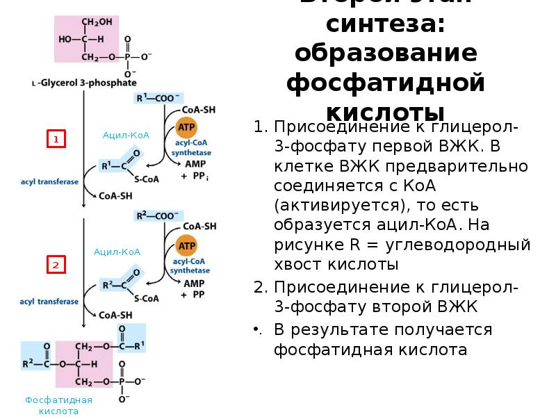 Второй этап синтеза: образование фосфатидной кислоты
Присоединение к глицерол-3-фосфату первой ВЖК. Второй этап синтеза: образование фосфатидной кислоты
Присоединение к глицерол-3-фосфату первой ВЖК.