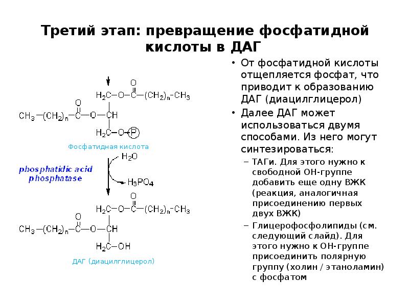 Третий этап: превращение фосфатидной кислоты в ДАГ
От фосфатидной кислоты Третий этап: превращение фосфатидной кислоты в ДАГ
От фосфатидной кислоты
