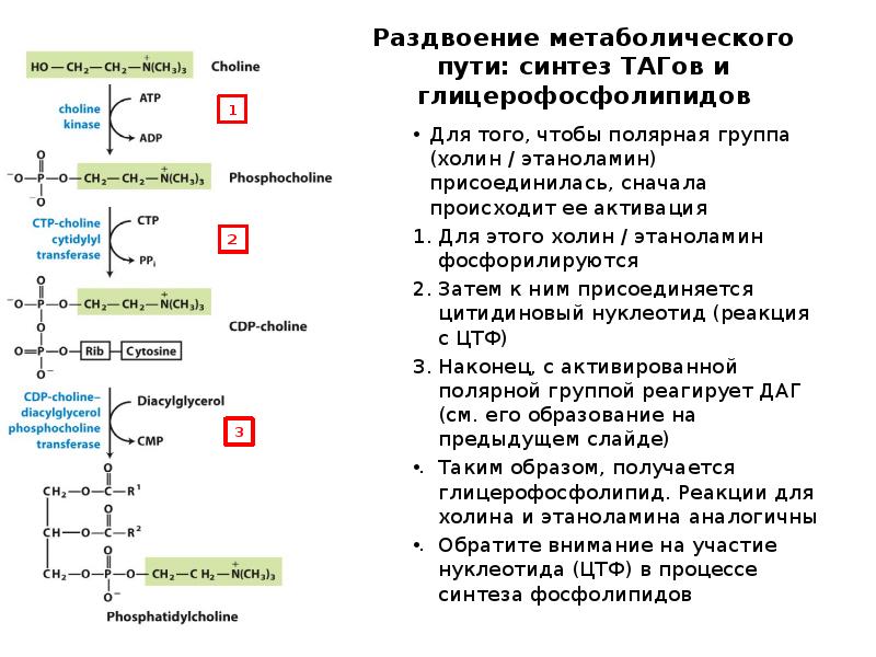 Раздвоение метаболического пути: синтез ТАГов и глицерофосфолипидов
Для того, чтобы полярная Раздвоение метаболического пути: синтез ТАГов и глицерофосфолипидов
Для того, чтобы полярная