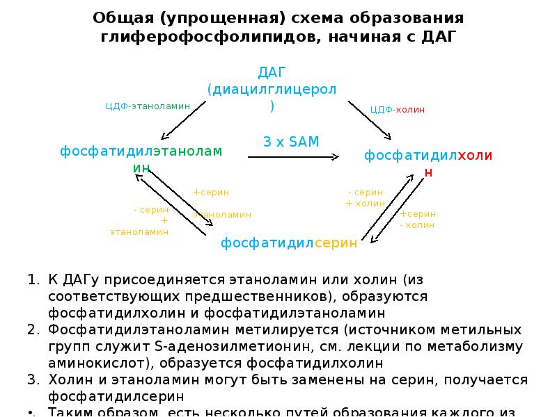 Общая (упрощенная) схема образования глиферофосфолипидов, начиная с ДАГ Общая (упрощенная) схема образования глиферофосфолипидов, начиная с ДАГ