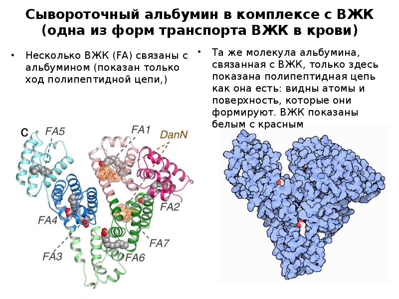 Сывороточный альбумин в комплексе с ВЖК (одна из форм транспорта ВЖК Сывороточный альбумин в комплексе с ВЖК (одна из форм транспорта ВЖК