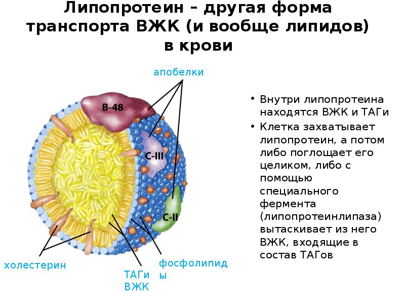 Липопротеин – другая форма транспорта ВЖК (и вообще липидов) в крови
Липопротеин – другая форма транспорта ВЖК (и вообще липидов) в крови