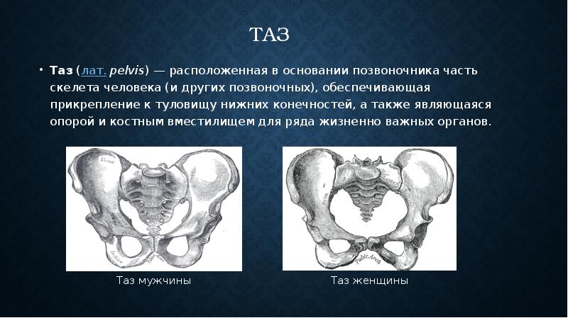 Анатомия таза презентация