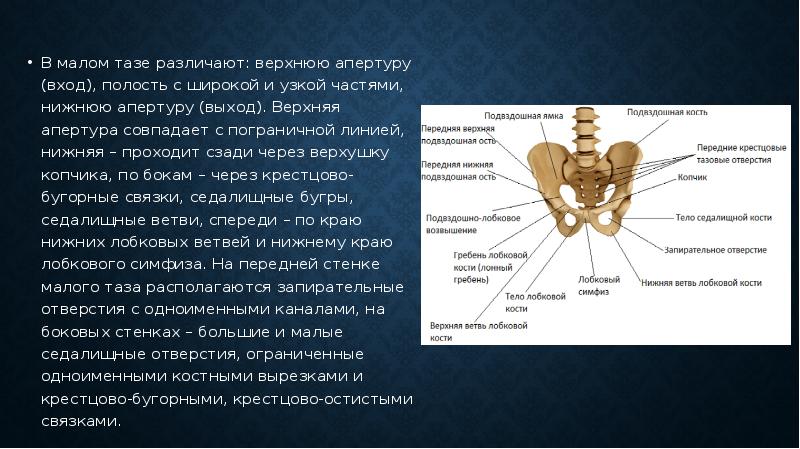 Что такое малый таз у мужчин фото и описание