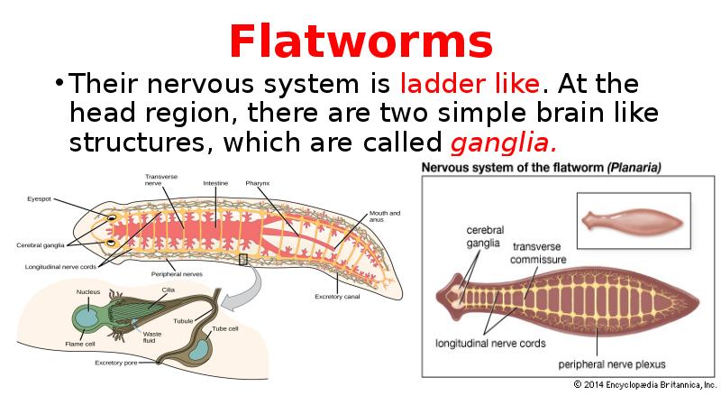 Flatworms Their nervous system is ladder like. At the head region,